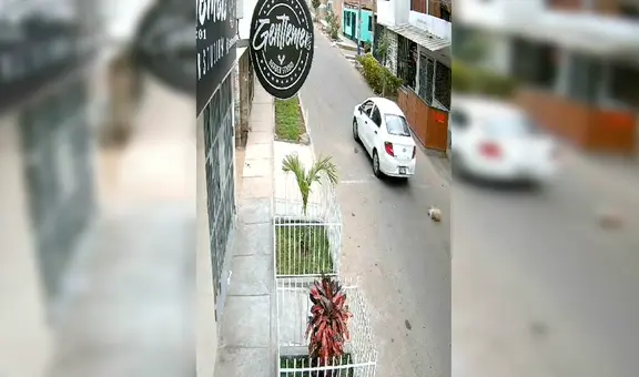 SJL: chofer atropella a mascota y se da a la fuga dejándola en estado crítico