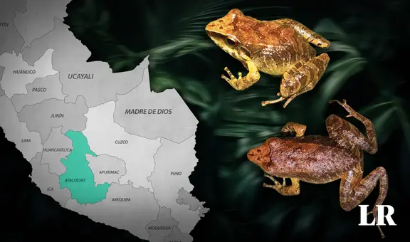 Científicos descubren una nueva especie de rana en Ayacucho: tiene un aspecto "críptico"