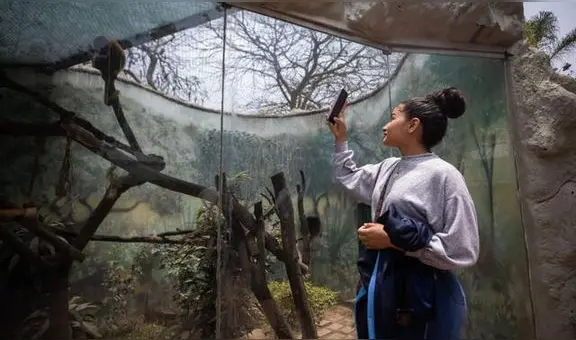 Parque de las Leyendas brinda cursos de verano 2024 para niños y adolescentes: ¿cuáles son?