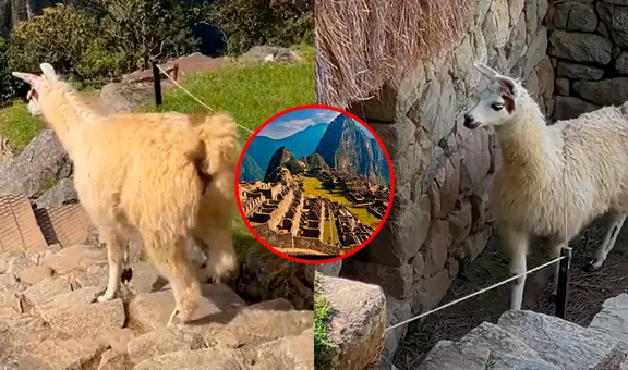 Llamita es viral tras pasearse por zonas restringidas de Machu Picchu: “Es la dueña y heredera”
