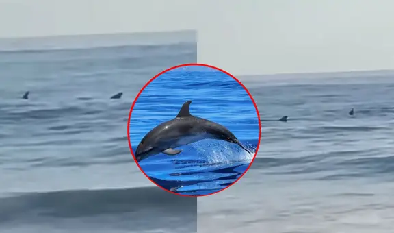 Captan a grupo de delfines en playa Boca del Río en Tacna: ¿a qué se debe?