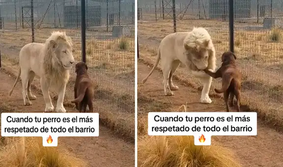 León blanco sorprende al besar la pata de un perro en su recinto y usuarios bromean: “Don Perrone”