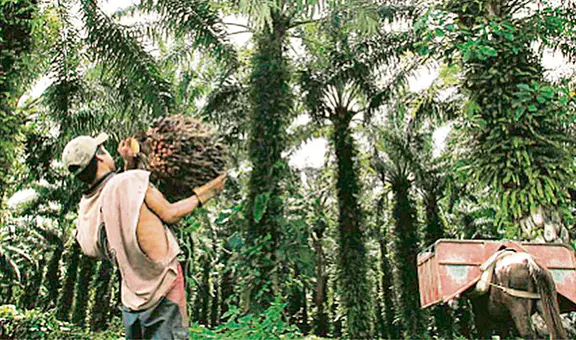 Ley Forestal: presentarán demanda de inconstitucionalidad contra reformas