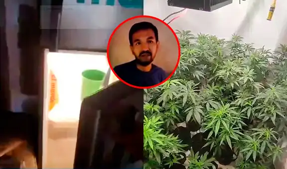 Ventanilla: sujeto usaba puerta de refrigeradora como ingreso a laboratorio clandestino de marihuana
