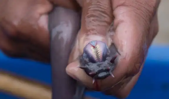 Descifran el genoma del mixino, el pez carroñero que 'detuvo su evolución' hace 300 millones de años