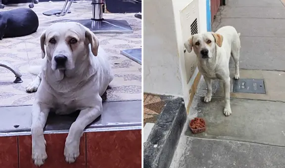¡Buscan a Espartaco! Perrito que vivía en estacionamiento lleva 5  días perdido