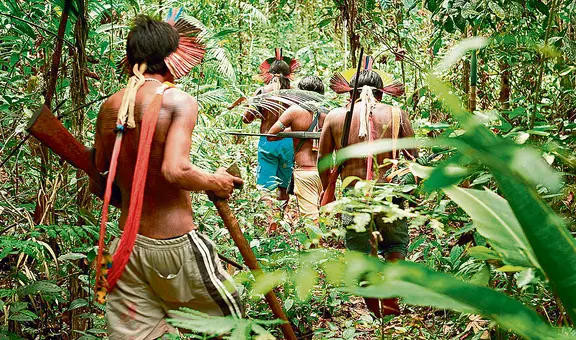 4 países expresan preocupación por la Ley Forestal del Congreso