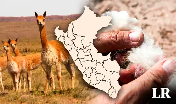La vicuña, el animal de Sudamérica que tiene la lana más cara del mundo: ¿cuál es su valor?