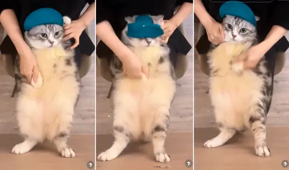 ¿Cuál es el origen del gato gordo que baila 'Girlfriend' de Avril Lavigne?