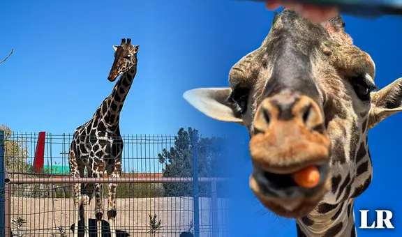 ¿Quién es la jirafa Benito y por qué su traslado es una victoria para los animalistas en México?