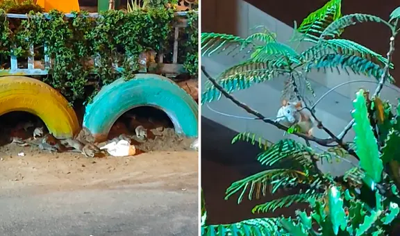 San Juan de Lurigancho: ratas invaden barrio de Santa Rosita y municipalidad responde ante denuncias