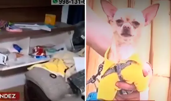 SMP: roban más de S/50.000 a familia y se llevan a perrito chihuahua