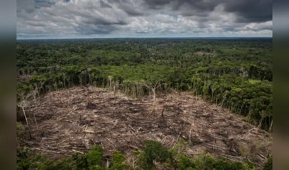 ¿Por qué la modificación de la ley forestal es una grave amenaza para la función de los bosques en la Amazonía?