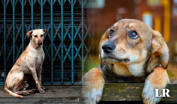 Una ciudad en Italia descontará más de US$200 en impuestos a quienes adopten perros abandonados