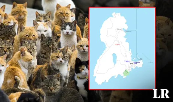 Explora la asombrosa isla de los gatos: un lugar donde hay 36 mininos por habitante