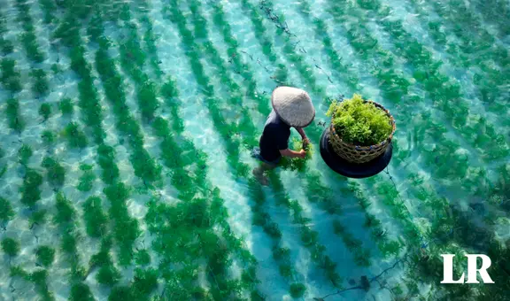 El producto agrícola que podría salvar a la humanidad de la hambruna en una catástrofe global