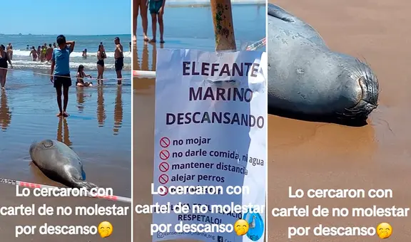 Elefante marino descansa en la orilla del mar y lo cercan para que nadie lo moleste: “Buena idea”
