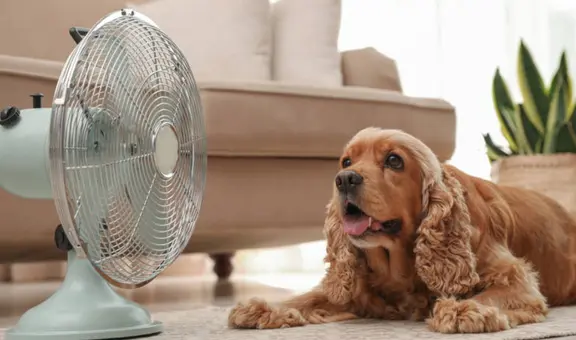 ¿Cómo detectar a tiempo si mi mascota se ha puesto mal por la ola de calor?