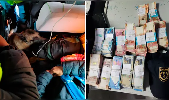 Perro adiestrado de la Sunat detecta medio millón de soles no declarados en minibús de pasajeros
