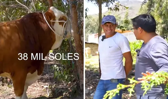 Ganadero cajamarquino sorprende al rechazar vender su toro a S/38.000 y dice que puede costar más