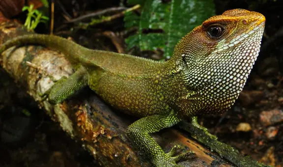 Descubren a una nueva especie de lagartija en Perú y la nombran como el vocalista de Iron Maiden