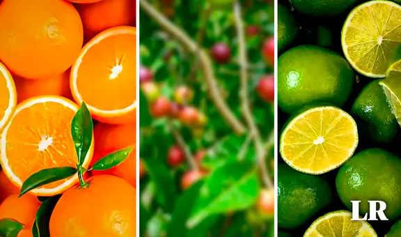 La fruta con mayor vitamina C en el mundo: supera 10 veces a la naranja y 40 veces al limón