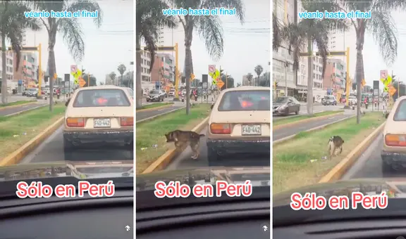 Perrito se baja de auto durante semáforo en rojo para orinar: “Aprovecha el tiempo al máximo”