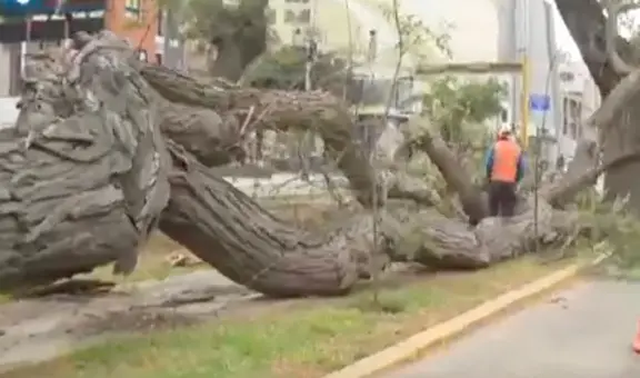 Cercado de Lima: árbol de gran tamaño cae en av. Arequipa e impide tránsito de peatones