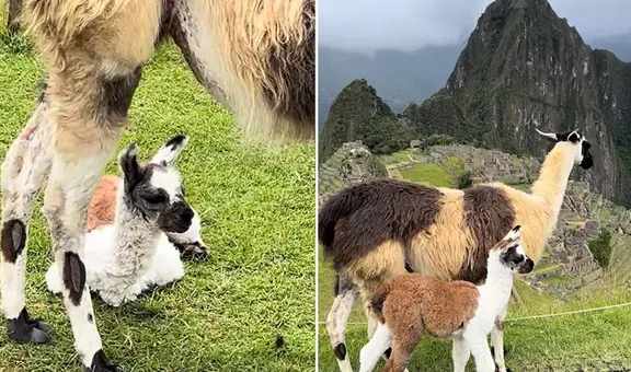 Captan nacimiento de llamita en Machu Picchu y causa ternura en redes: “Nuestros apus las cuidan”