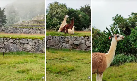 Peruano visita Machu Picchu y ve a 3 auquénidos ‘apareándose’: “Se les prendió la llama del amor”