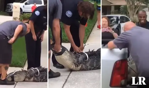 El momento exacto en que un caimán ‘noquea’ a su captor con un cabezazo