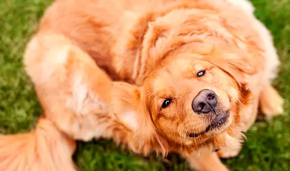 ¿Por qué no debes matar las pulgas de tus mascotas con los pulgares?