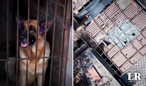 Perros de la brigada canina de la PNP viven en jaulas oxidadas, sin techo y expuestos al calor