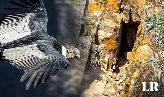 Después de casi 40 años encuentran en Ayacucho nido de especie milenaria en peligro de extinción