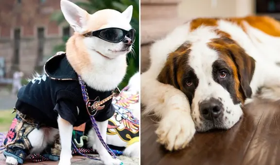 ¿Por qué los perros de raza grande viven menos que los pequeños? La respuesta científica