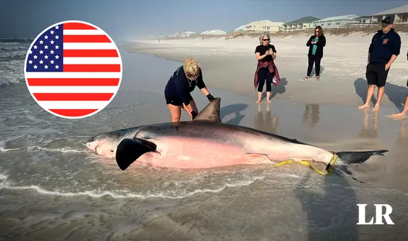 Hallan muerto a un tiburón blanco de 700 kg en Florida, Estados Unidos