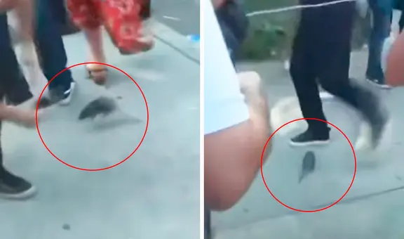 Rata desata caos en Argentina al saltar sobre asistentes de rueda de prensa de alcalde Macri