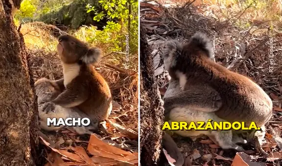 Koala hace llorar a miles en redes al protagonizar dolorosa escena tras la muerte de su compañera