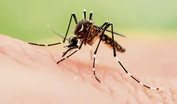 Van 44 muertes por dengue y 8 regiones tienen cifras críticas