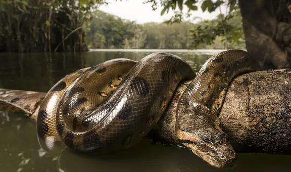 La serpiente más grande del mundo está en Perú: ¿de qué especie se trata y cómo es?