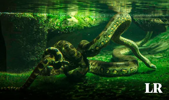 La anaconda verde, la serpiente más grande del mundo vive en la amazonía peruana