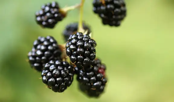 La fruta que mejora tu rendimiento sexual y previene el envejecimiento