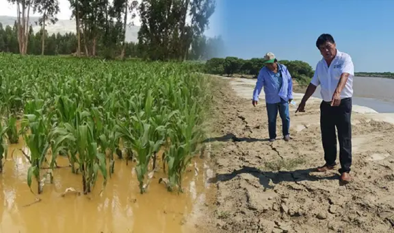 Piura: 500 hectáreas de cultivo se inundan por mala instalación de geobolsas en río