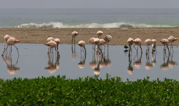 Surge en Lima un humedal por aguas tratadas y biólogo afirma: "Un lugar ideal para observar parihuanas”