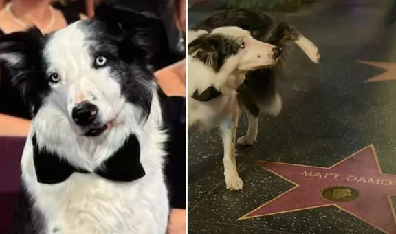 Messi, el perro de 'Anatomía de una caída', sorprendió al orinar en la estrella del Paseo de la Fama de Matt Damon