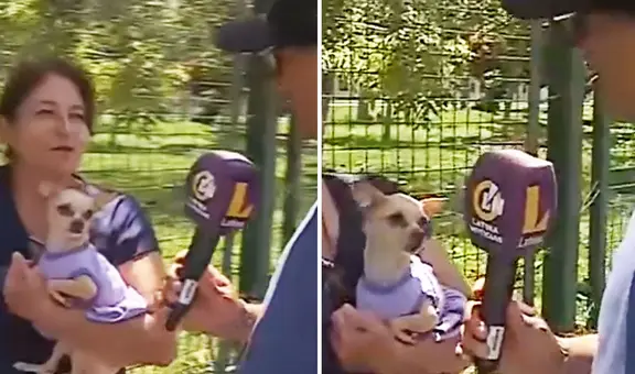 Chihuahua mordió a reportero de Latina en vivo y en redes bromean: "Chiquito pero peligroso"