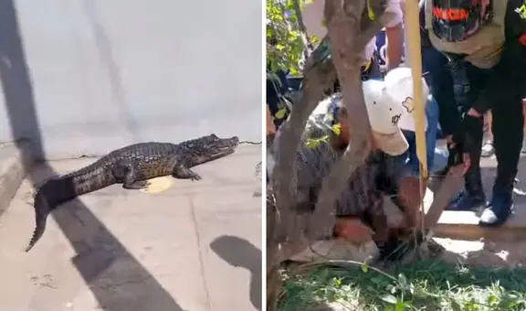 Aparición de lagarto negro en pleno centro de Pucallpa causa zozobra entre los ciudadanos