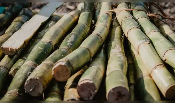 Producción de caña para la industria azucarera en el Perú superó las 10 millones TM en 2023