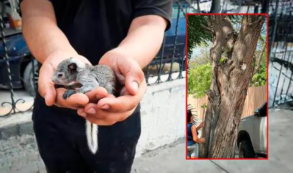 Parque de las Aguas en Piura: vecinos rescatan crías de ardillas que cayeron de los árboles tras inicio de obra