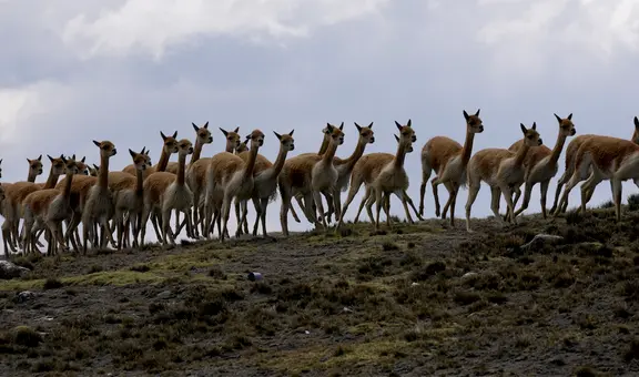 Loro Piana lucra con la miseria: comunidad recibe $280 por lana de vicuña, pero empresa cobra $9.000 por prenda